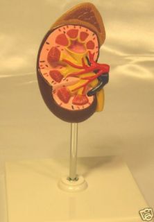 Human Kidney Dissection Anatomy Anatomical Model