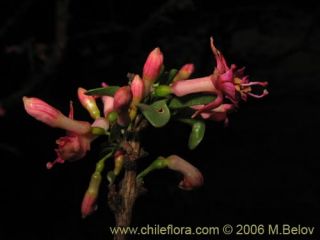 Image of Fuchsia lycioides (Palo de yegua / Palo falso)