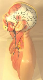 Human Head Neck Thoracic Anatomy Anatomical Model Medical Teaching 