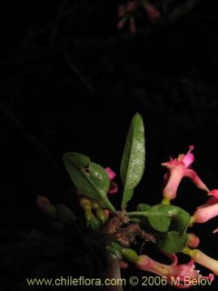 Image of Fuchsia lycioides (Palo de yegua / Palo falso)