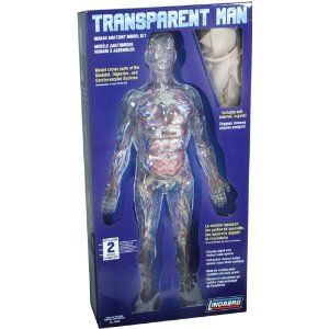 Lindberg Transparent Man anatomy science model kit NIB