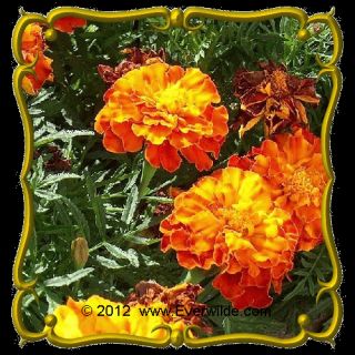 lb French Marigold Sparky Mix Bulk Wildflower Seeds