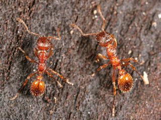 Live Queen Ant Ant Colony Black Ant Harvester Ant