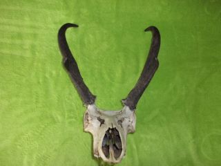 Pronghorn Antelope Skull Antlers Taxidermy Log Cabin