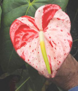 botanical supply this auction is for one anthurium shibori plant