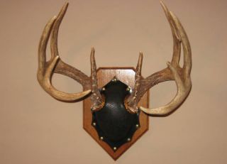 Deer Antler Mount Plaque Kit Taxidermy