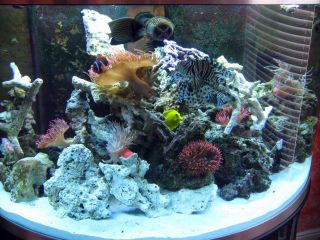 saltwater fish tank aquarium tropical fish anemone live rock tank set 