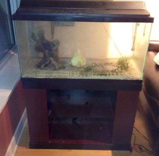 Fish Tank Stand AquaClear Filter and More