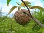Annona squamosa Sugar Apple RARE seeds T0009