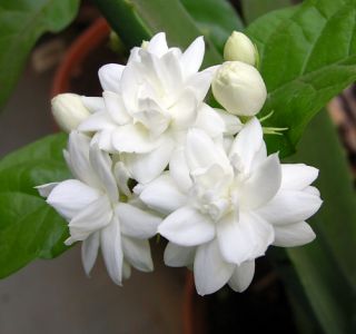Arabian Tea Jasmine Plant Belle of India Sambac 6 Pot