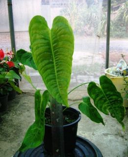 King Anthurium Anthurium Veitchii RARE Aroid Plant 1 Plant