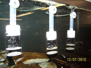 Large Egg Tumblers Aquarium Tropicalfish Cichlids