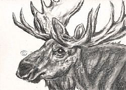   Deer ACEO EBSQ Kim Loberg Wildlife Nature Art Artist Study SFA