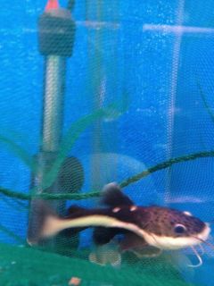 live Tropical Fish Redtail catfish Freshwater Jumbo Aquarium fish