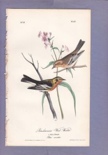 Audubon Birds of America Hand Colored Print 1st Ed Blackburnian Wood 