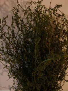 Artemisia Aromatic Medicinal Herb Sweet Annie 50 Seeds Prim Decor 