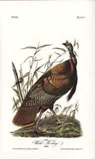 Wild Turkey (Male) JJ Audubon Fine BIRD Book Plate from Limited 1978 