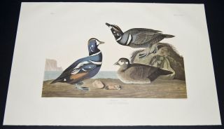 Audubon Birds of America Amsterdam Edition Folio Harlequin Duck 297 