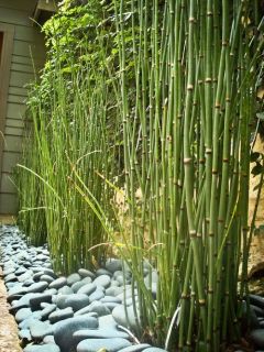   Horsetail Potted Plants Bamboo Zen Koi Pond Evergreen Plant