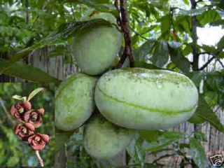 Hardy Paw Paw Fruit Tree Seeds Banana Pineapple Flavor Fruits