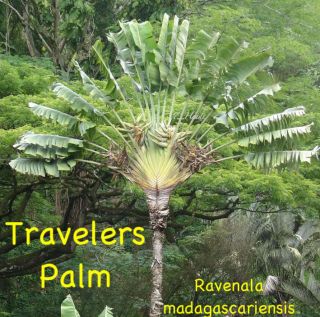 LIVE Travelers PALM TREE SEEDLING Banana like Leaf Fan Ravenala 