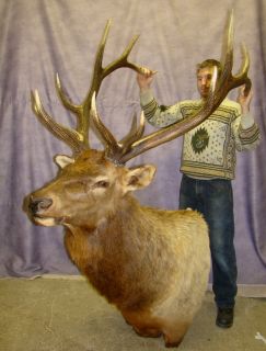 New Very Large 6 x 6 Elk Head Mount Taxidermy Antler Chandelier S1 