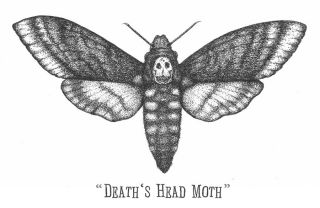 here s the original ink art for this the death s head moth