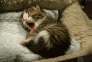 url=http%3a%2f%2fgifs.gifbin%2f072010%2f1279705271_sleepy kitten 