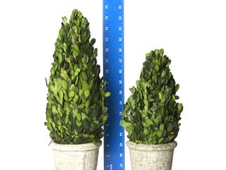 14 or 18 Preserved Boxwood Cone Topiary with Pot