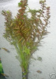 rotala indica pink green easy grow live aquarium plant time