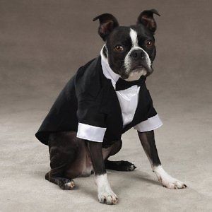East Side Collection Yappily Ever After Dog Groom Tuxedo W/ Tails 