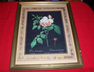 Redoute Print Rosa Rosier Pale Pink Rose Print