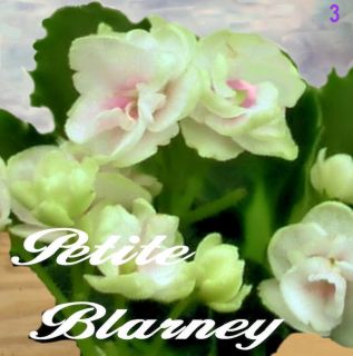 African Violet Plant Petite Blarney multiple plants in pot Miniature 