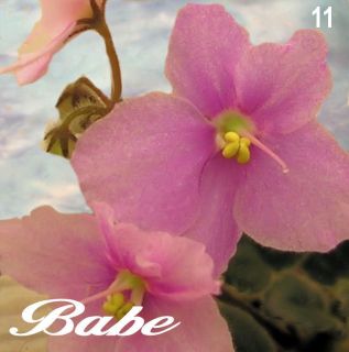 African Violet Plant Babe starter plant in pot. Miniature O6