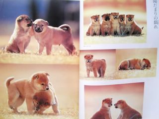 Shiba Akita KISHU Inu Japanese Puppy Dogs Photo Book