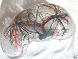 Lifesize Transparent Liver Anatomy Anatomical Model New