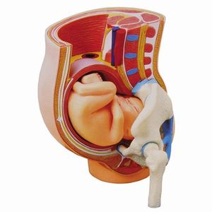 Human Pregnancy Baby Birth Anatomy Model 31 Pieces New