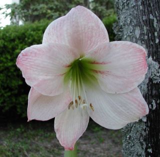 Amaryllis Bulb Hippeastrum Flower Kit Ceramic Pot Gift