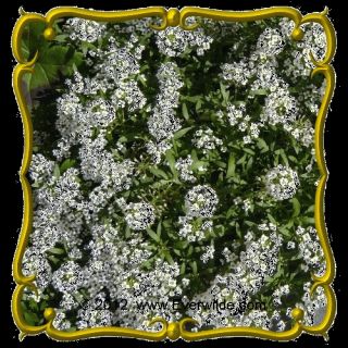 lb Sweet Alyssum Carpet of Snow Bulk Wildflower Seeds