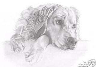 GOLDEN RETRIEVER 1 dog Limited Edition drawing art picture print by UK 