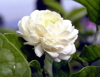 Arabian Jasmine Rose Beauty Fragrant 6 8 inch Unrooted Five Cuttings 