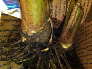 musa siam RUBY banana tree BIG Root plant/ great red color plant By 