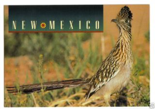 Unused Postcard Roadrunner State Bird of New Mexico Chaparral Bird 