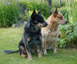 alert and sympathetic Australian Cattle Dogs (one of the Working Dogs 