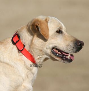 Avery Greenhead Gear GHG Standard Dog Collar Blaze Orange Small s 