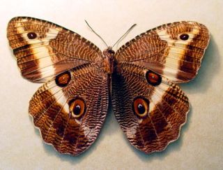 Real Framed Butterfly Hamadryas Velutina Costa Rica 681