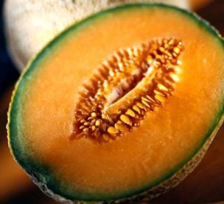   of Gold Heirloom Cantaloupe 50 Seeds Super Sweet New for 2012