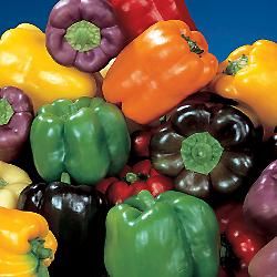 Organic Rainbow Bell Pepper 40 Seeds 240mg