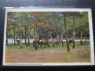   Postcard of Elk in Brooklawn Park in New Bedford Massachusetts