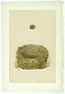1875 Antique Morris Bird Nest Print 116 Sedge Warbler